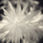 Jake_Miller_Lumenbloom_ArchivalPrint_16x24